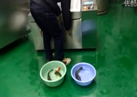 Resurrection of Frozen Fish